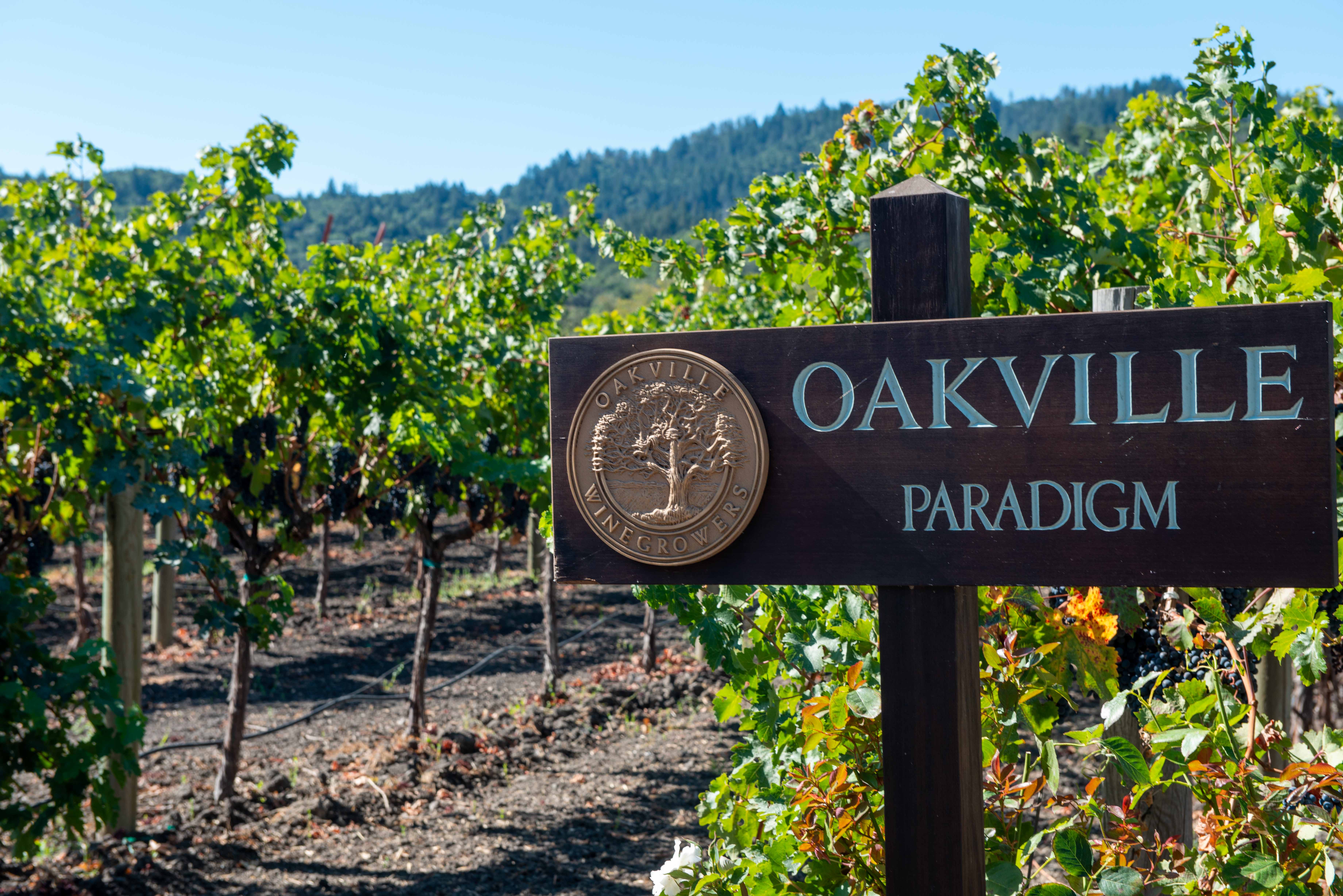 Napa Valley Day 4: Paradigm Winery, Silver Trident Winery, Jessup
